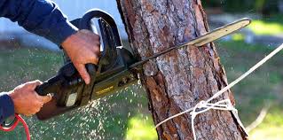 How Our Tree Care Process Works  in  East Quincy, CA