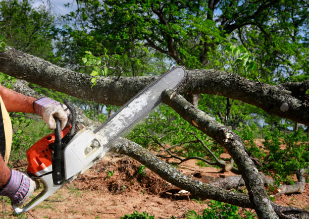 Professional Tree Services in East Quincy, CA